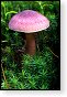 paddenstoel paddenstoelen paddestoel paddestoelen schimmel zwam schimmels zwammen hdr paddo paddos champignon champignons herfst najaar